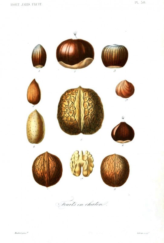 Botanical - Fruits 12 - Nuts