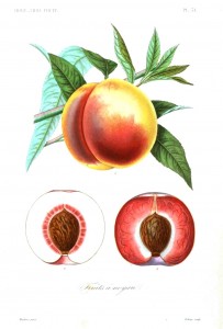 Botanical - Fruits 5 - Peach